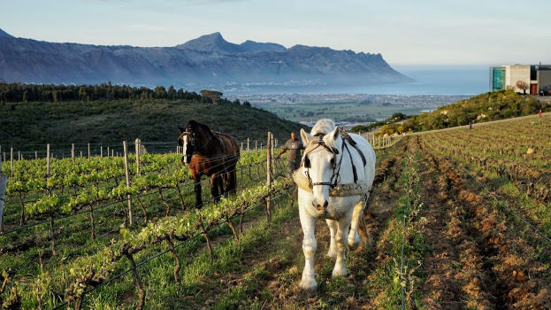 Waterkloof-Horses